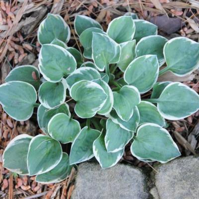 Hosta 'Country Mouse'